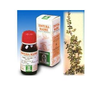 UVA URSINA 30 50ML TM