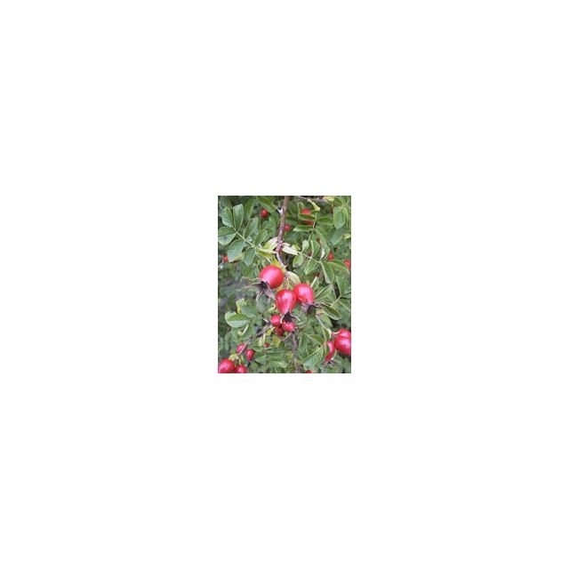 msa-rosa-canina-50-ml