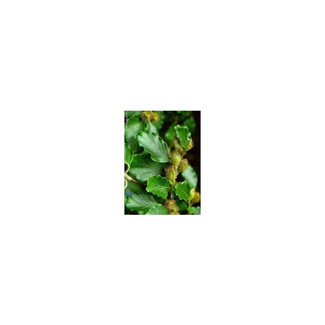 msa-fagus-sylvatica-50-ml