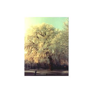 MSA ULMUS CAMPESTRIS 50 ML