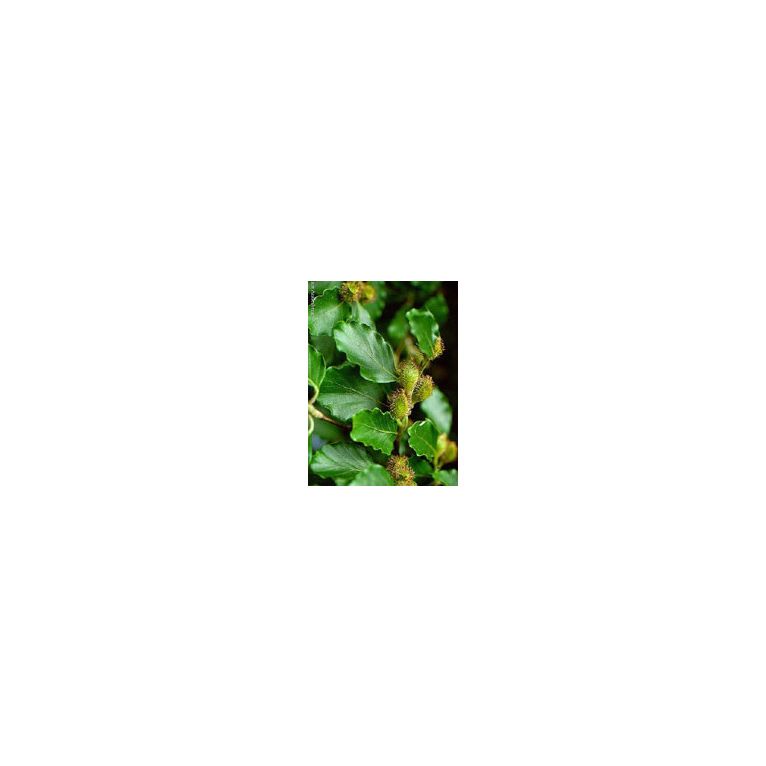 msa fagus sylvatica 50 ml
