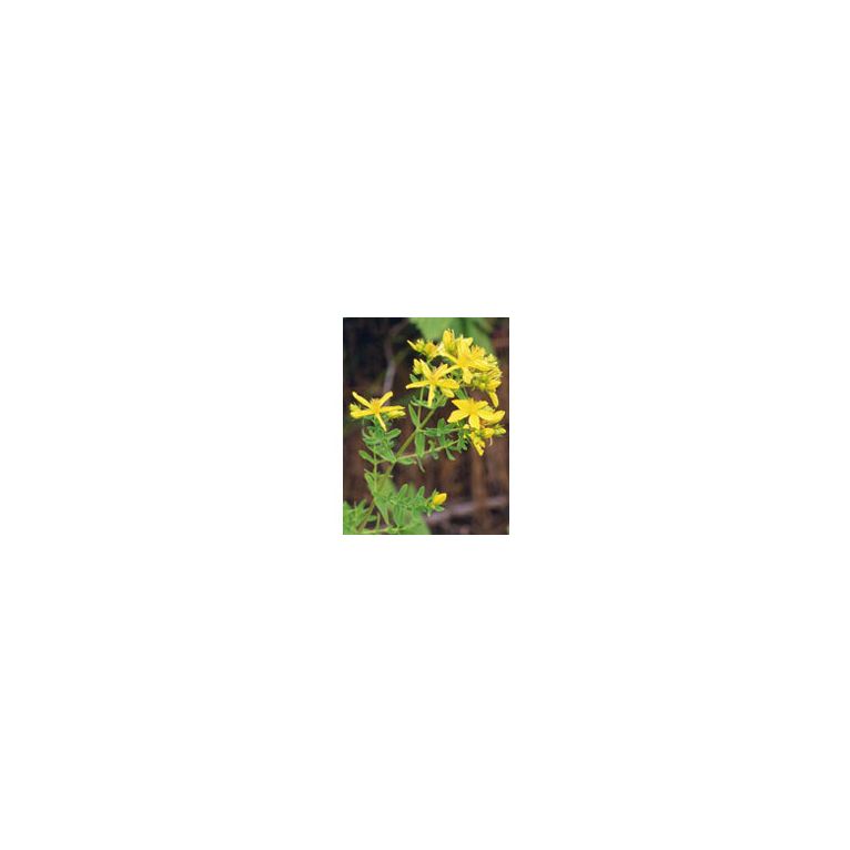 tsa hipericum perforatum 50 ml