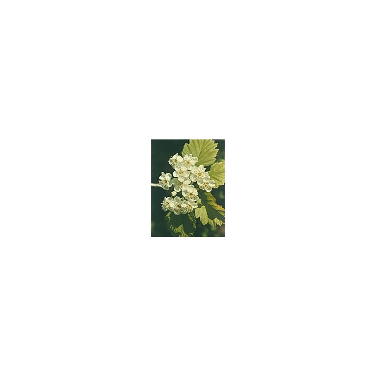 msa crataegus oxyaca 50 ml