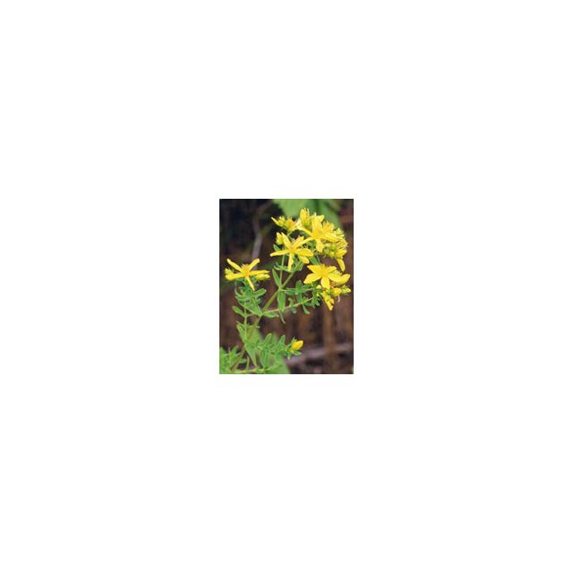 tsa-hipericum-perforatum-50-ml