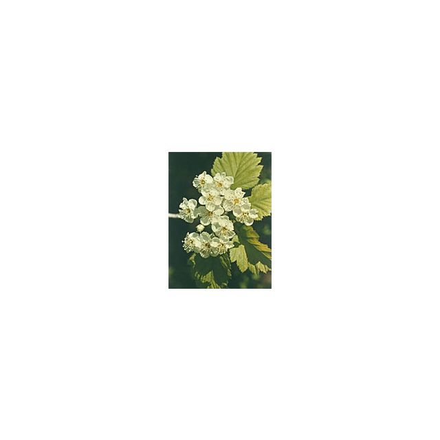 msa-crataegus-oxyaca-50-ml