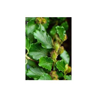MSA FAGUS SYLVATICA 50 ML