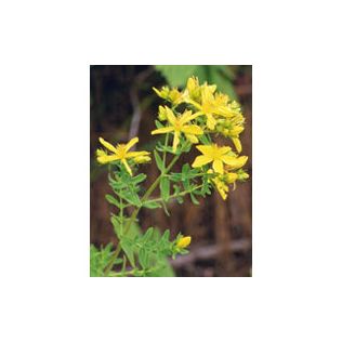 TSA HIPERICUM PERFORATUM 50 ML