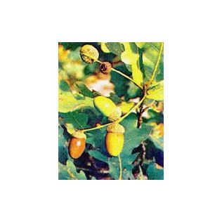 MSA QUERCUS PEDUNCOL 50 ML