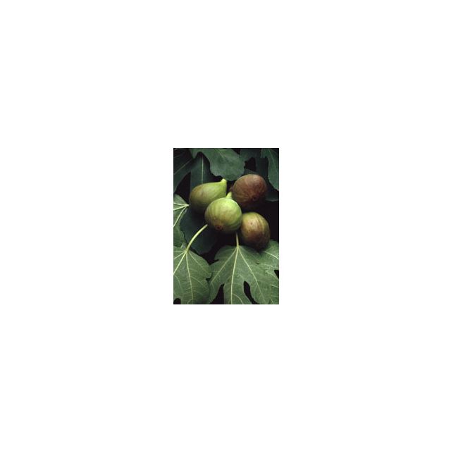msa-ficus-carica-50-ml