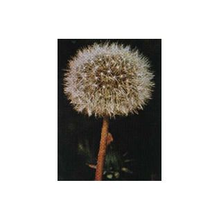 TSA TARAXACUN OFFICINALIS 50 ML