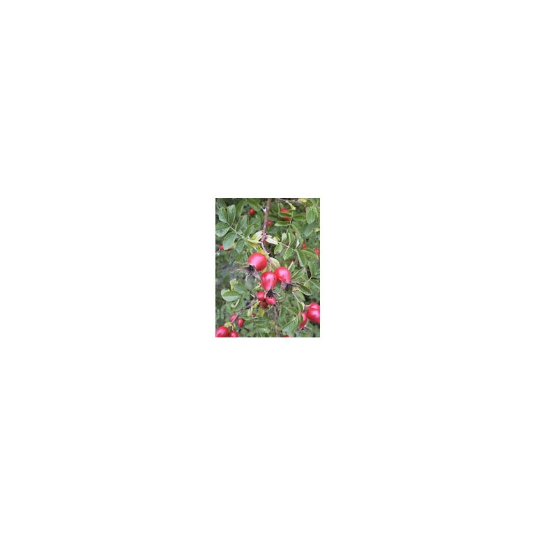 msa rosa canina 50 ml