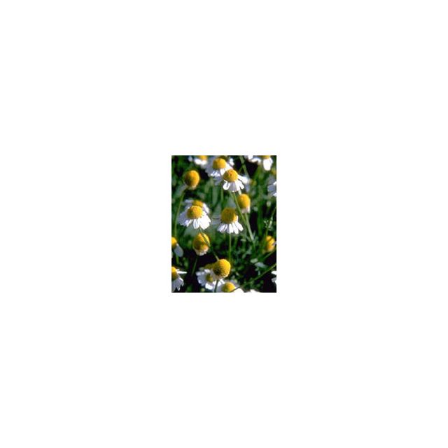 tsa-matricaria-chamomilla-50-ml