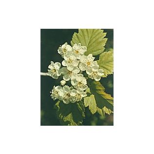 MSA CRATAEGUS OXYACA 50 ML