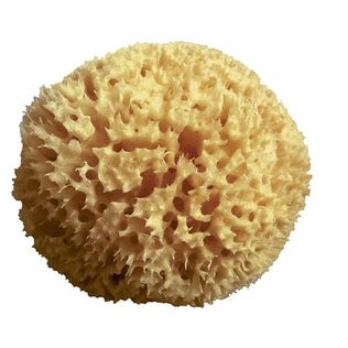 MOOD SPUGNA MAR MEDITERRANEO ARCIPELAGO GREZZA 11/12CM