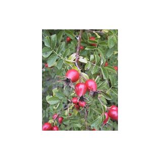 MSA ROSA CANINA 50 ML