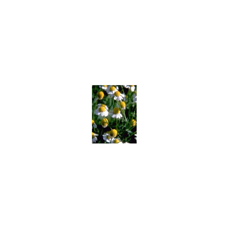 tsa matricaria chamomilla 50 ml