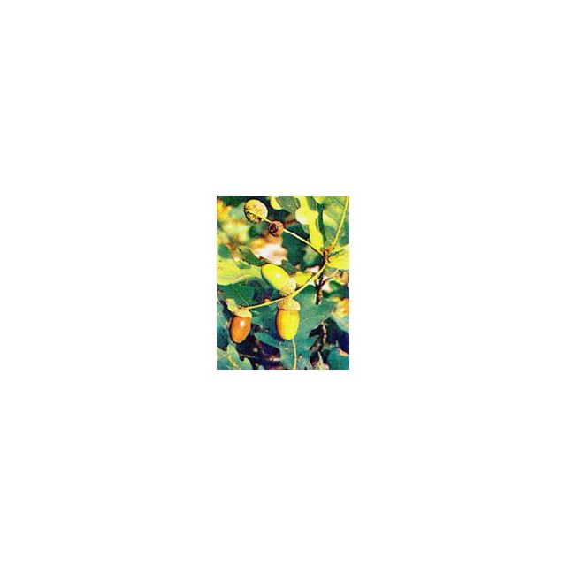 msa-quercus-peduncol-50-ml