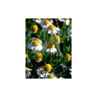 TSA MATRICARIA CHAMOMILLA 50 ML