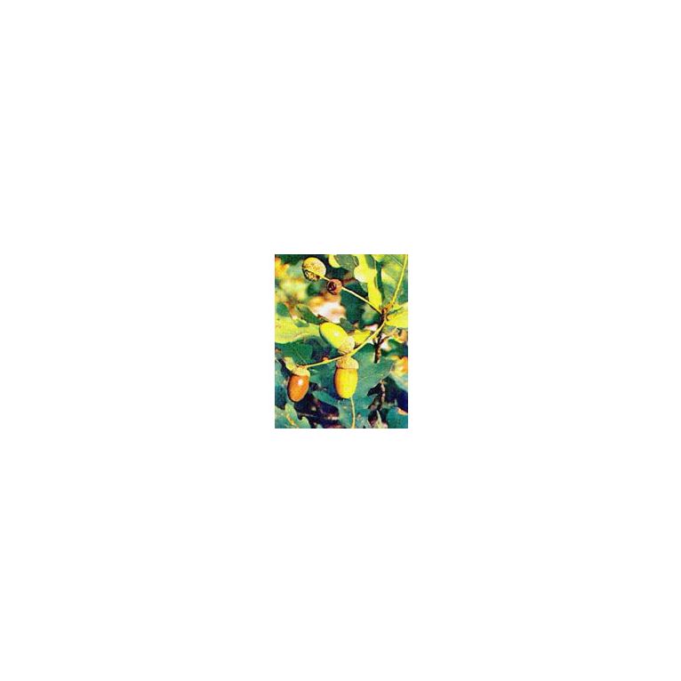 msa quercus peduncol 50 ml