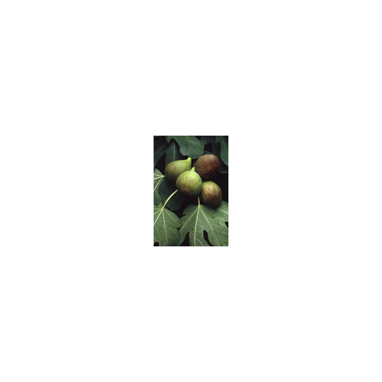 msa ficus carica 50 ml
