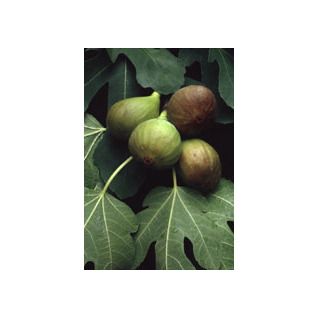 MSA FICUS CARICA 50 ML